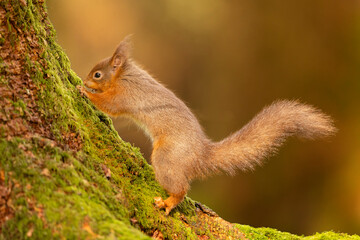 Naklejka na ściany i meble Red Squirrel on a mossy tree in Cumbria, UK.