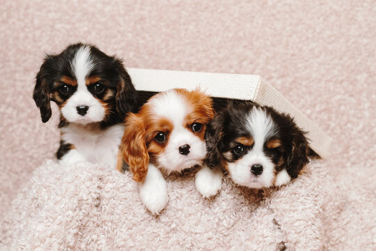 cute puppies dogs of the breed Cavalier King Charles Spaniel