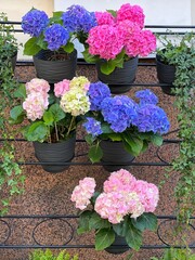 Hydrangea pink blue flowers in potspink flowers in pots