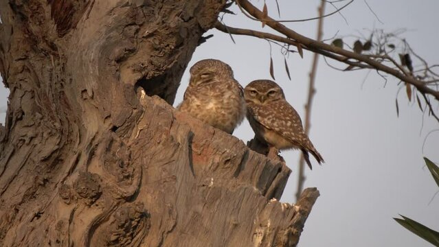 brown owl sits on a broken tree trunk in an autumn forest. spotted owlet is sitting in the oldest tree hole. Slow Motion