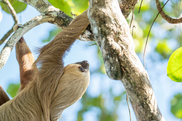 Two-toed sloth hanging in tree Costa Rica travel wildlife