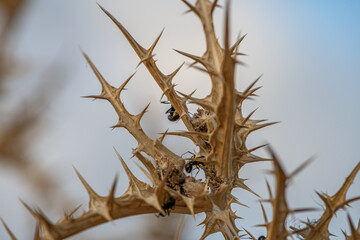 Close-Up of Thorny Branches with Ants Exploring Dry Plant Texture Against a Soft-Blue Sky Background