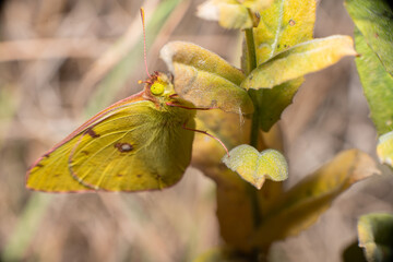 Close-up with great detail of a yellow butterfly perched on green leaves on a softly focused natural background