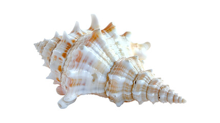  A lone seashell with intricate patterns resting on a transparent background