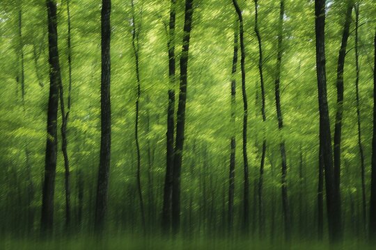 Forest trees,  nature green wood sunlight backgrounds,  long shutter speed