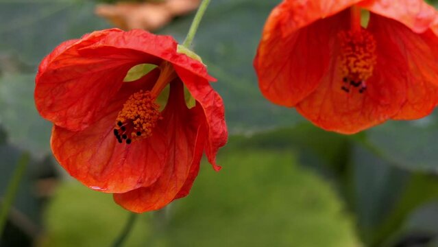 Abutilon in mallow family, Malvaceae