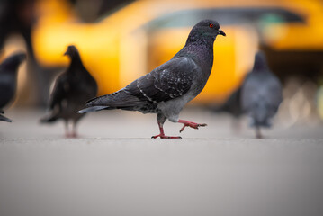 pigeon in New York City 