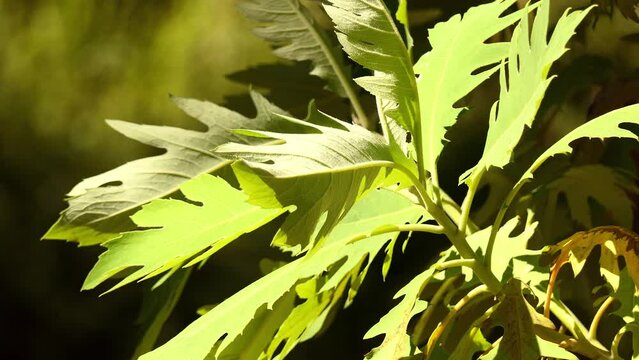 Bocconia frutescens is plume or tree poppy, celandine, parrotweed, sea oxeye daisy, John Crow bush, gordolobo, llorasangre, tabaquillo, palo amarillo, palo de toro and pan cimarron, and bois codine