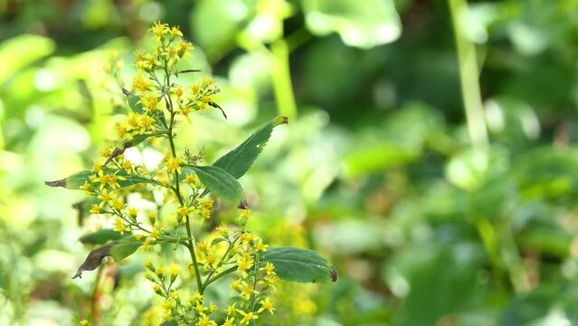 Solidago flexicaulis, the broadleaved goldenrod, or zigzag goldenrod, is a North American species of herbaceous perennial plants in the sunflower family (Asteraceae).
