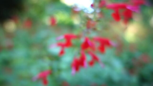 Salvia fulgens, the Cardinal sage or Mexican scarlet sage, is a species of flowering plant native to the Mexican mountains.