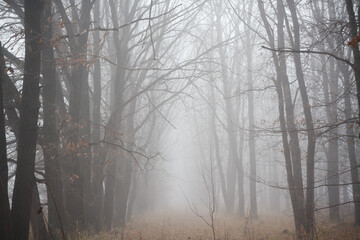 Atmospheric phenomenon in a foggy forest with trees and grass on a rainy day