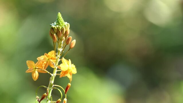 Bulbine frutescens is a species of flowering plant in the genus Bulbine, native to southern Africa (South Africa, Lesotho, Swaziland).