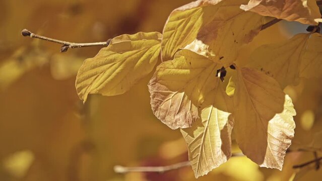 Parrotia persica (commonly called Persian ironwood)