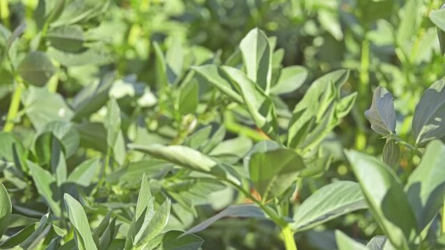 Fresh Water Bean (Vicia faba). Vicia faba, also known in the culinary sense as the broad bean, fava bean, or faba bean, is a species of flowering plant in the pea and bean family Fabaceae.