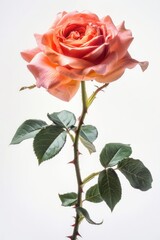 One rose on an isolated white background. Close-up photography