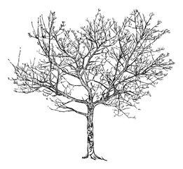 Tree deciduous bare, spring, buds, single, sketch, vector hand drawing isolated on white - 763982070