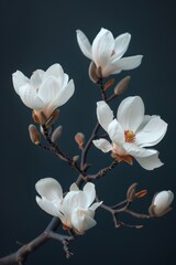 Fototapeta na wymiar a white flowers on a branch