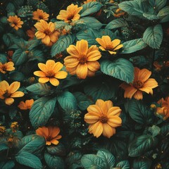 Golden Tithonia Diversifolia Flowers