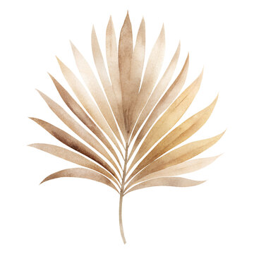 Watercolor illustration with beige palm leaf. Isolated on transparent background. Perfect for card, postcard, tags, invitation, printing, wrapping.