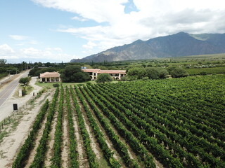 Fototapeta na wymiar vineyards in northwestern Argentina