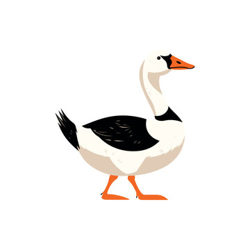 recommend clip art: Goose vector illustration. Farm wildlife. Fowl hand drawn. Goose cartoon style