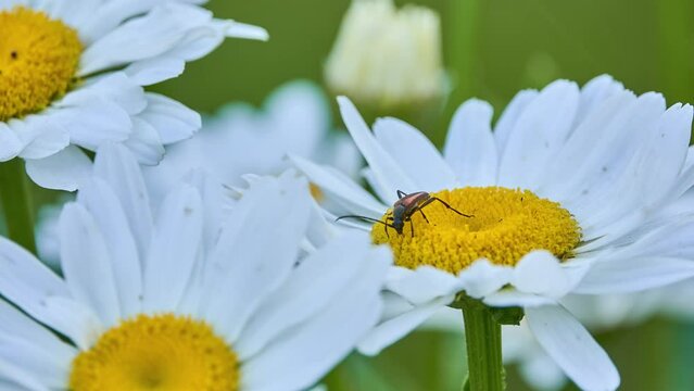 Pseudovadonia livida, the fairy-ring longhorn beetle, is a beetle species of flower longhorns belonging to the family Cerambycidae, subfamily Lepturinae. A beetle on a chamomile flower.