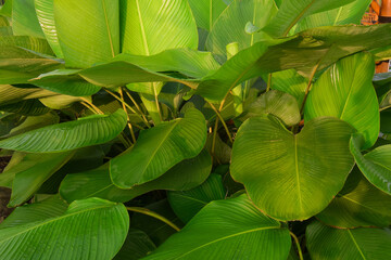 Calathea lutea green leaves background
