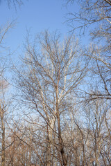 winter forest with birch trees and snow against the blue sky of the park