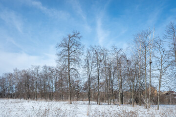 winter forest with birch trees and snow against the blue sky of the park - 763994029