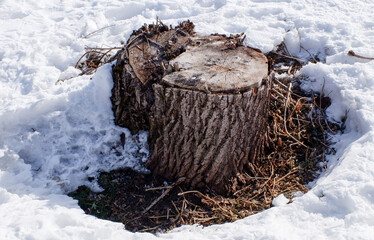 stump in the forest in early spring nature - 763994041