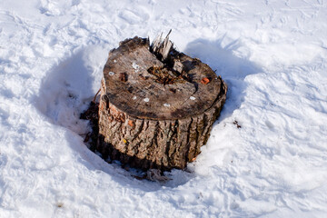 stump in the forest in early spring nature - 763994063