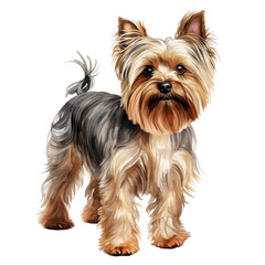 A standing Yorkshire Terrier dog watercolor clipart illustration on transparent background
