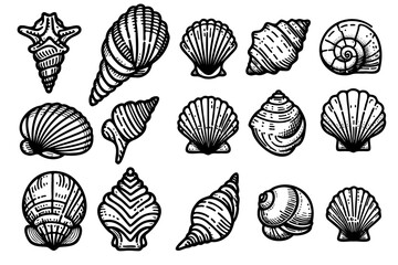 A set black and white drawings of various shells