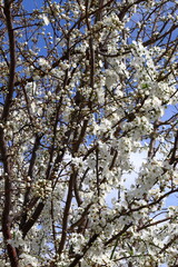Blossoming tree. White flowers on branches. The spring is comming.