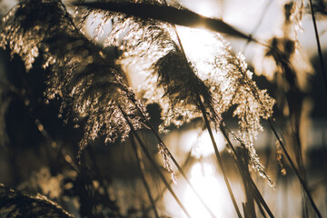 Grasses by the lake, sunny day