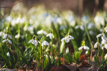 a whole glade of spring snowdrop galanthus nivalis snow-white flower blooms in the garden and in the wild in spring in early March.