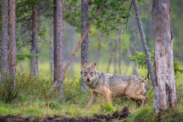 Eurasian Wolf