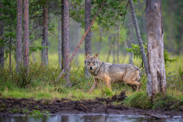 Eurasian Wolf