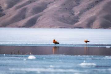 Wild ducks Ogar early spring on frozen lake - obrazy, fototapety, plakaty