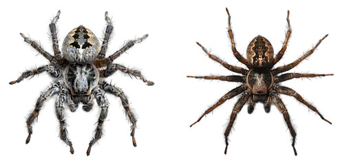 Spider topview isolated on transparent background - obrazy, fototapety, plakaty