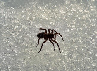 The wolf spider (Lycosidae) wakes up in the spring one of the first. Migrations and hunting of...