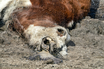 Livestock deaths, loss of cattle. A young bull or cow died on the riverbank