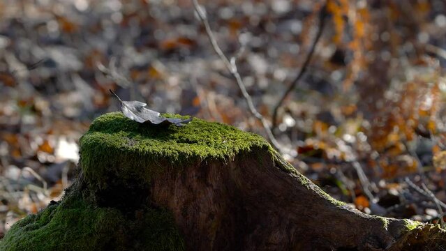 A dry leaf on an old stump on slight breeze - (4K)