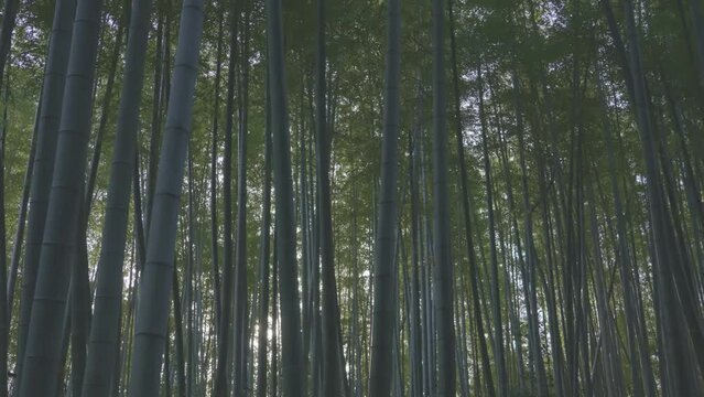 lush bamboo forest in springtime	