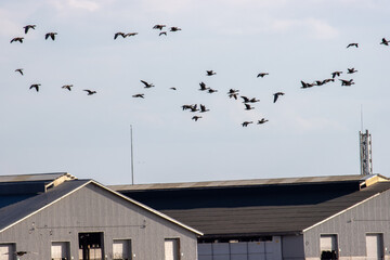Wild geese overwinter on European agricultural lands and near livestock farms. Bean goose (Anser...