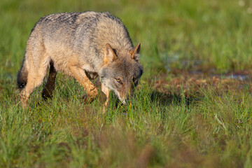Fototapeta premium Eurasian Wolf