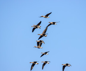 Mixed flock of Bean goose (Anser fabalis) and White-fronted goose (Anser albifrons) over winter fields and forests during wintering in Europe