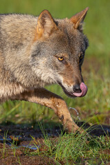 Eurasian Wolf licks its nose with its tongue