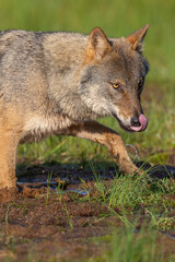 Eurasian Wolf licks its nose with its tongue