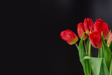 Spring tulips, black background, floral celebration, fresh blossoms.
